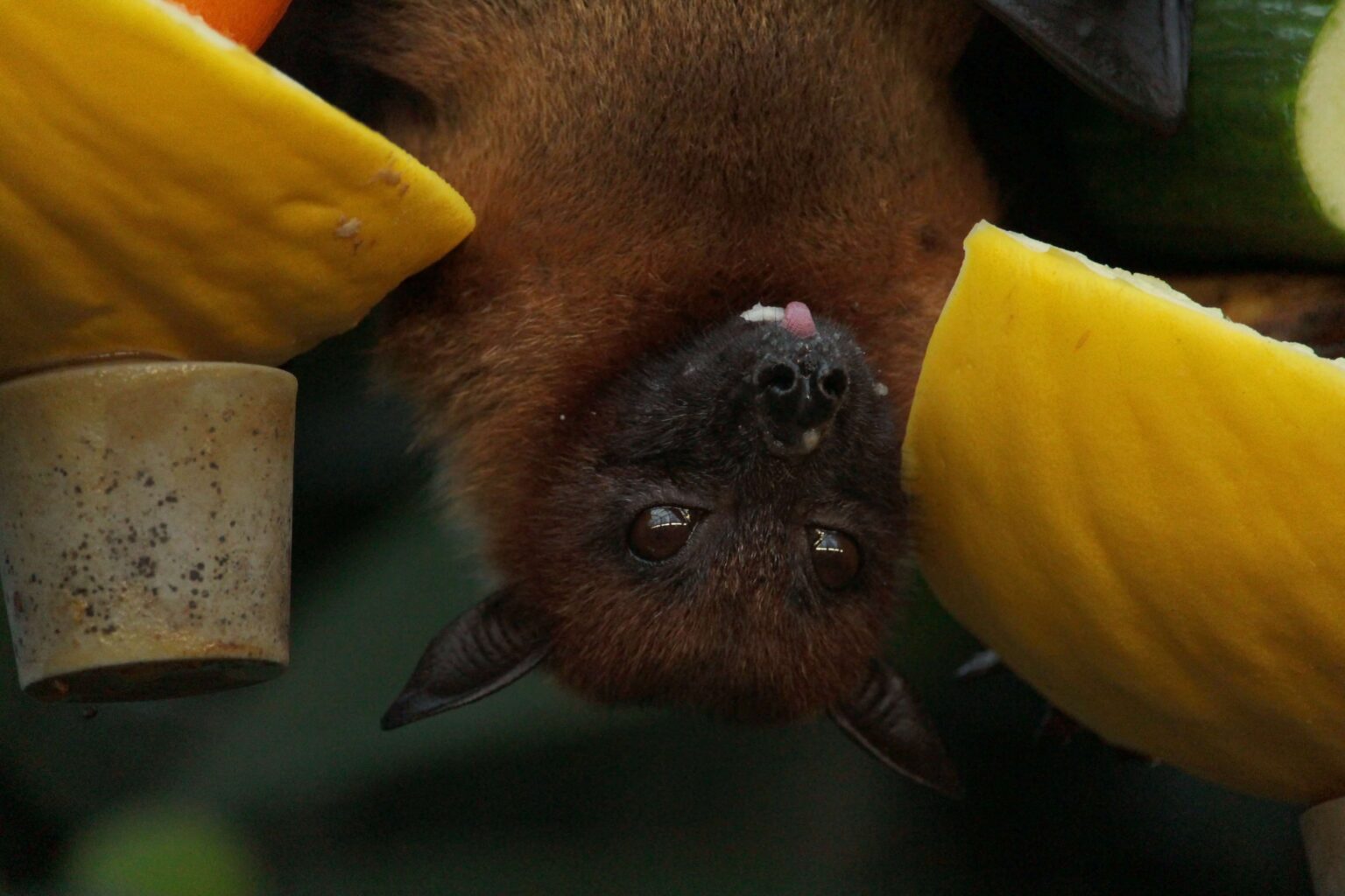 How to Effectively Deal With Bats in Your Chimney