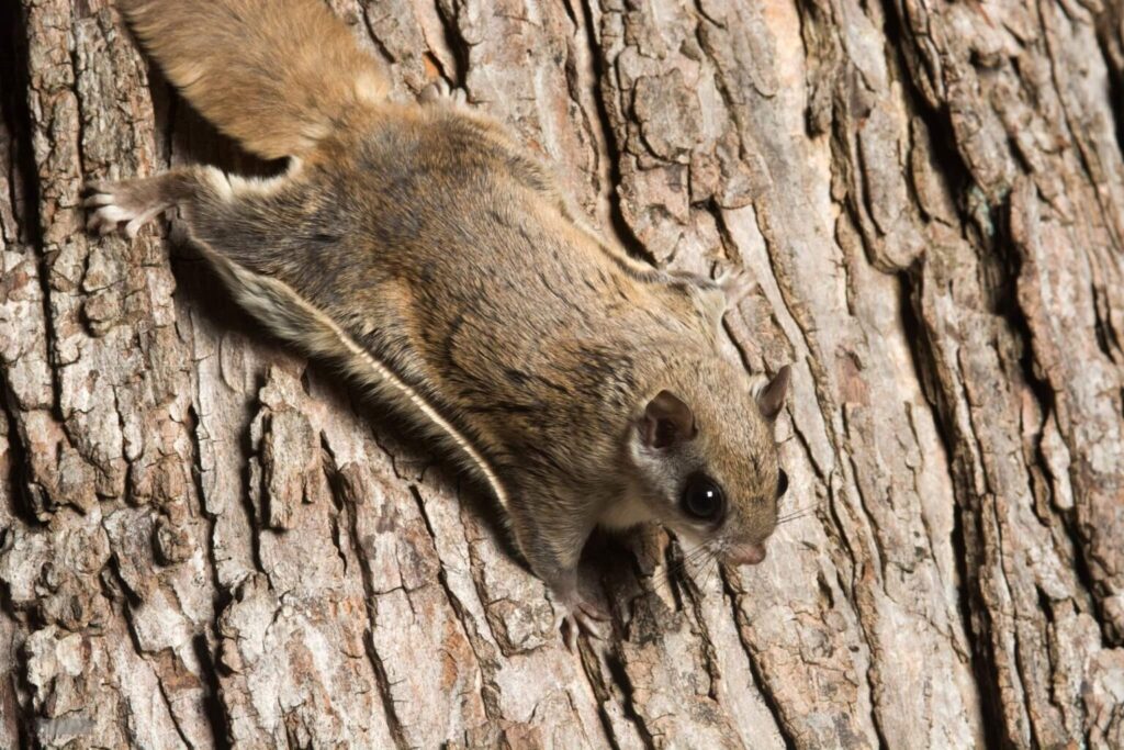 Flying Squirrel Removal NJ | Flying Squirrels | Humane Wildlife Flying Squirrel Removal New Jersey - +1-877-468-5748