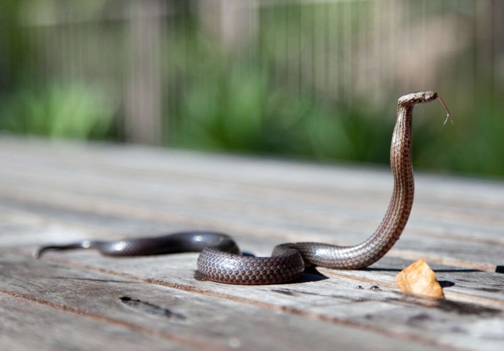 Snake Control NJ - Humane Wildlife Snake Removal New Jersey - +1-877-468-5748