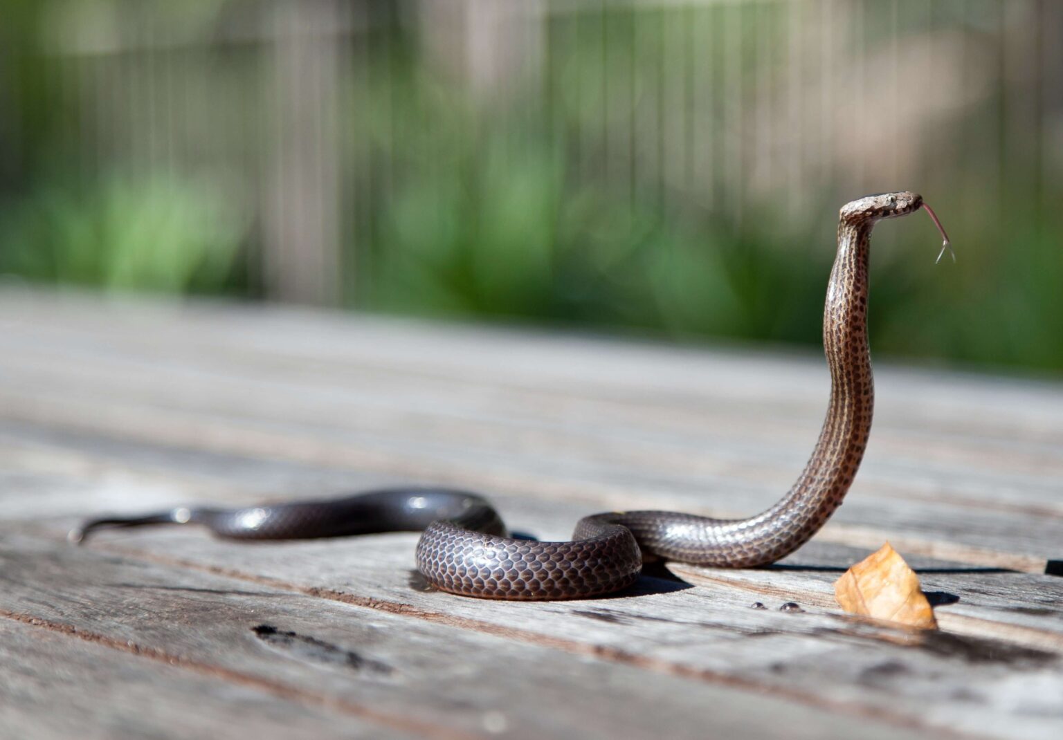 Snake Control NJ - Humane Wildlife Snake Removal New Jersey - (973) 747-5455