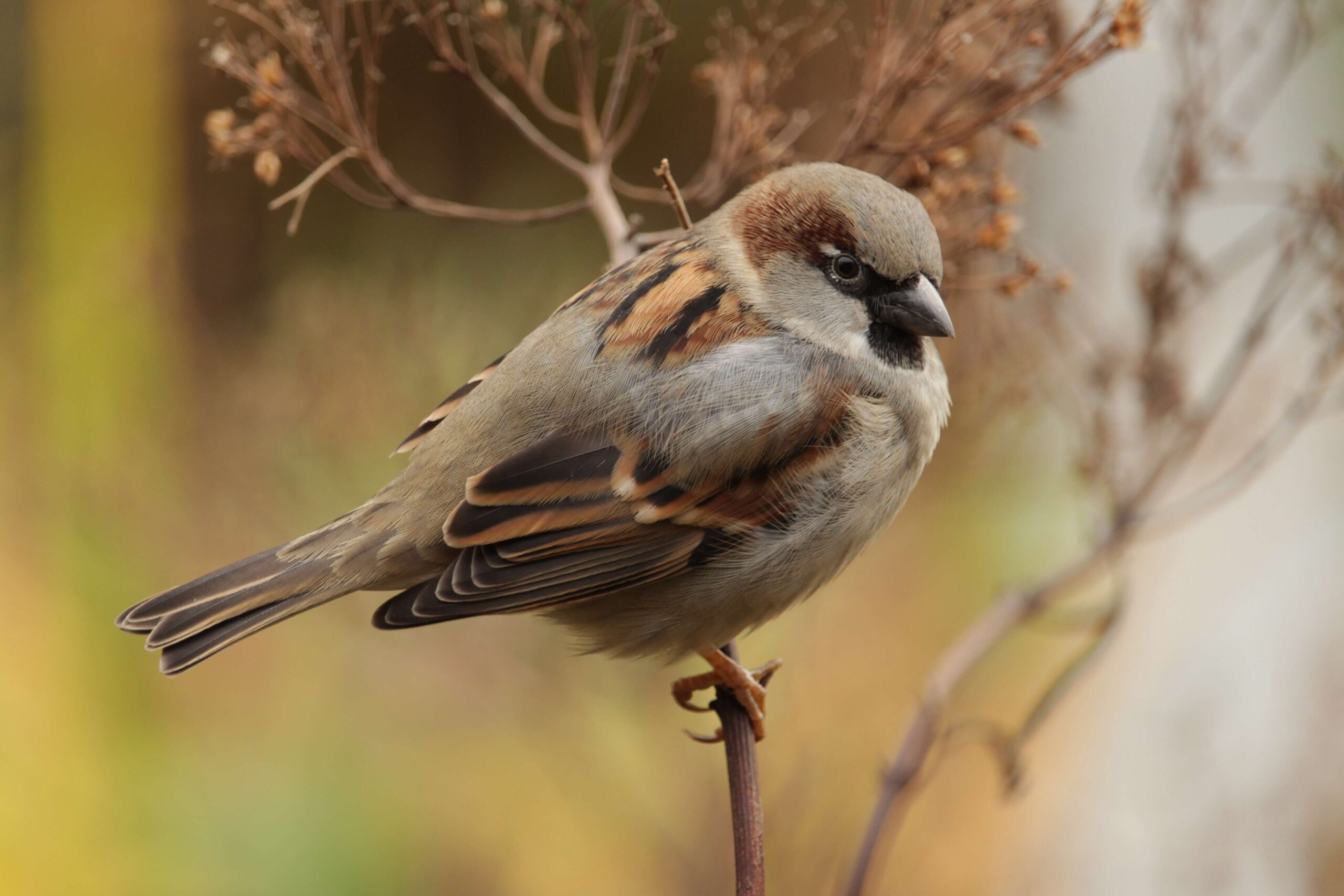 Bird Control bird infestations | Humane Wildlife Removal New Jersey - (973) 747-5455