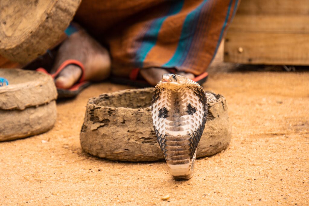 Cobra | Humane Wildlife Snake Removal New Jersey - +1-877-468-5748