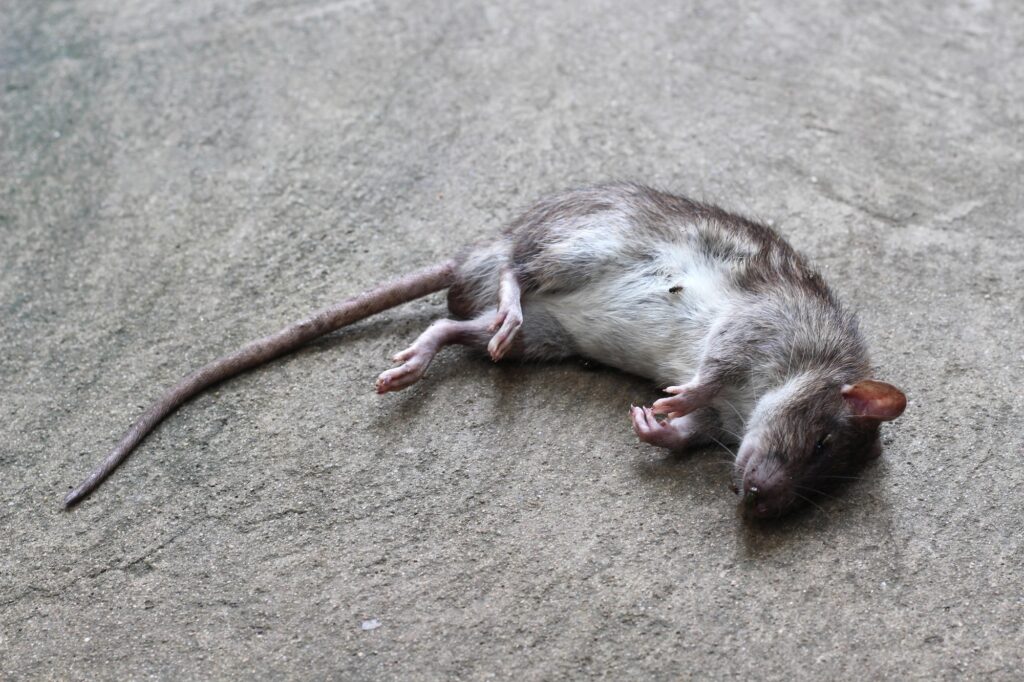 Dead Animal Removal NJ dead animal 2 | Humane Wildlife Rat Removal New Jersey - +1-877-468-5748