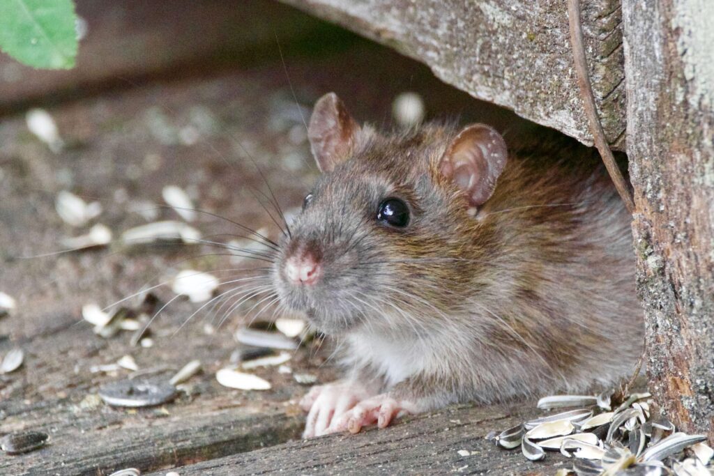 Rat Control in NJ | Humane Wildlife Rat Removal New Jersey - (973) 747-5455