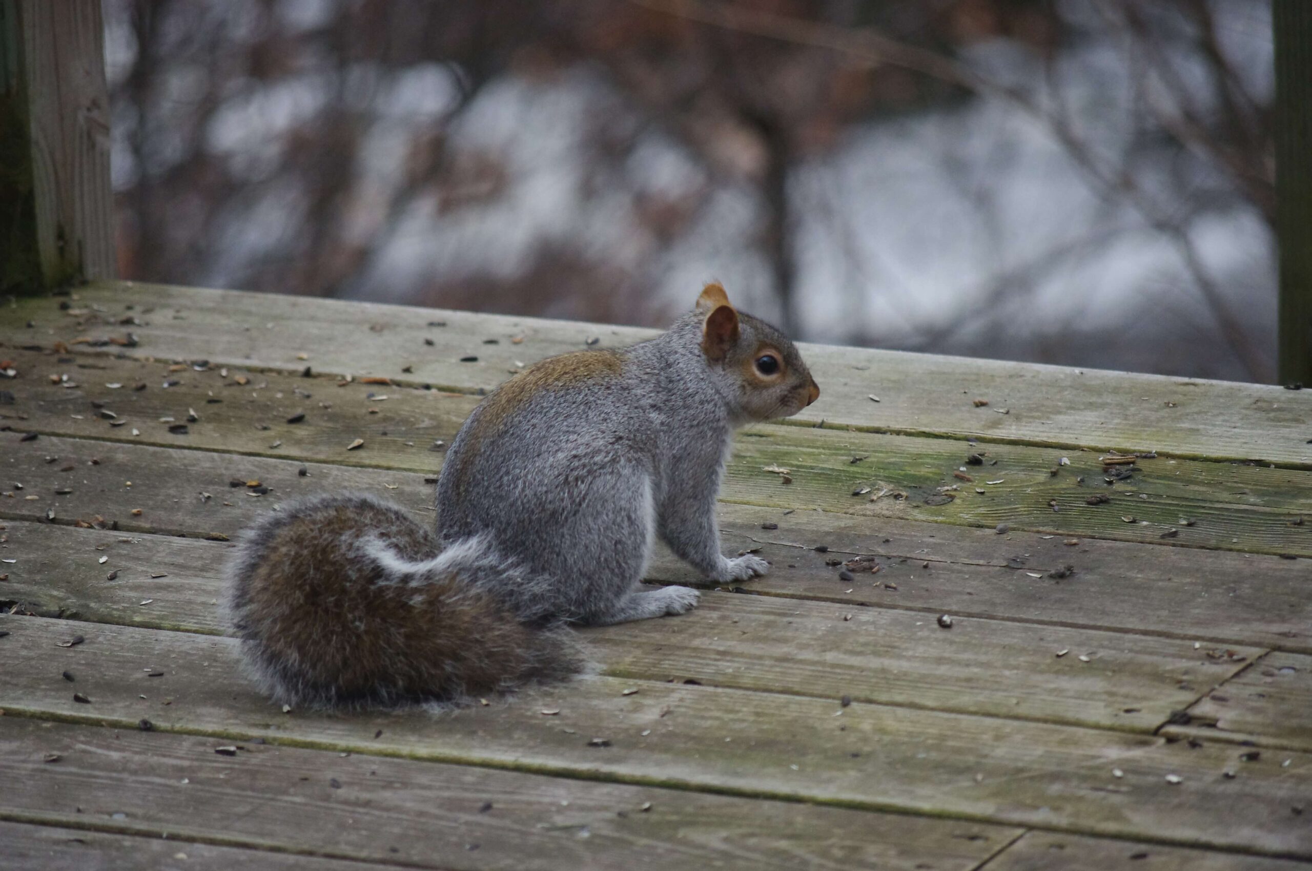 Squirrel Control | Humane Wildlife Squirrel Removal New Jersey - (973) 747-5455