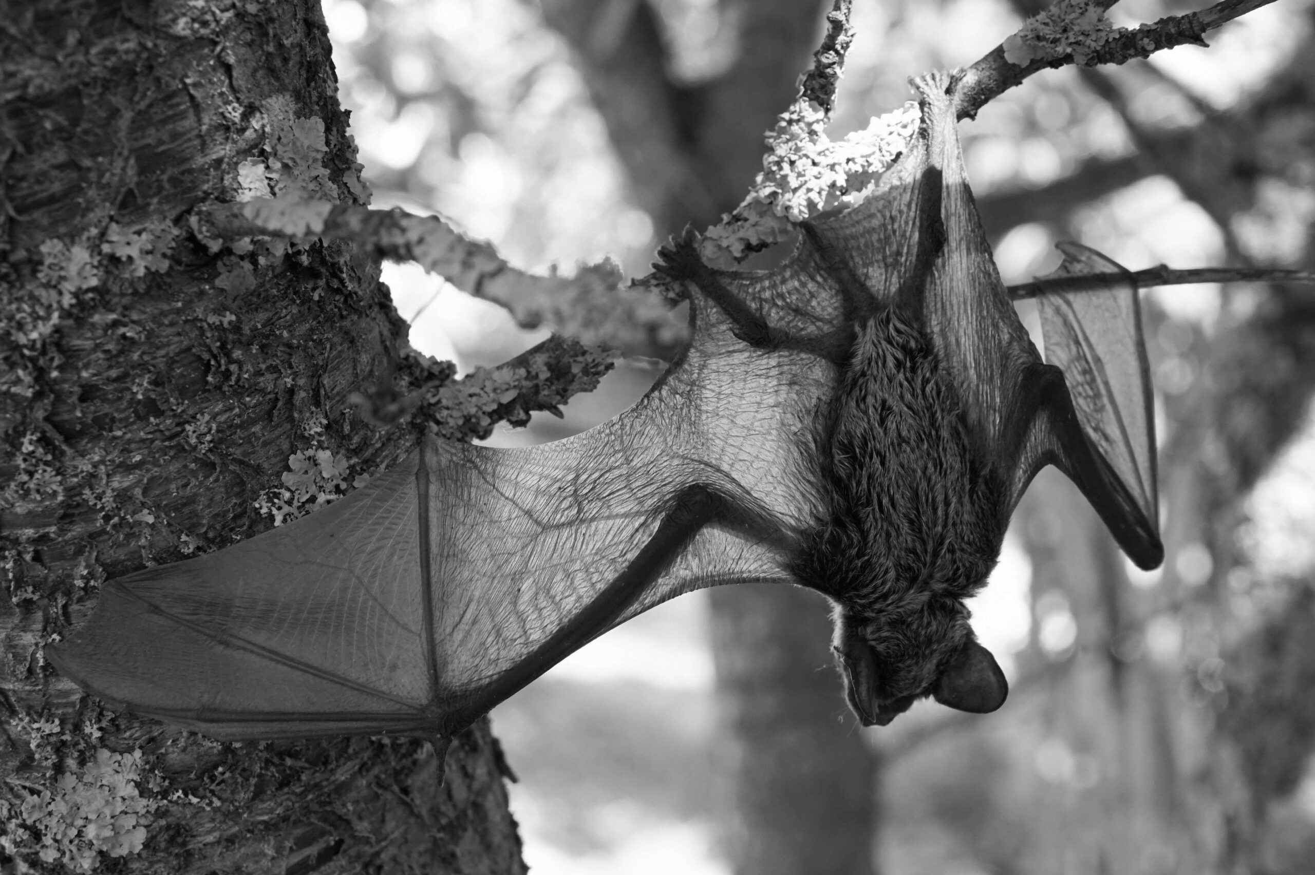 Bats in NJ | Humane Wildlife Bat Removal New Jersey - +1-877-468-5748