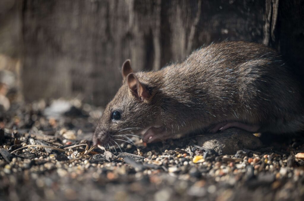 Rodent Control in New Jersey | Humane Wildlife Rat Removal New Jersey - (973) 747-5455