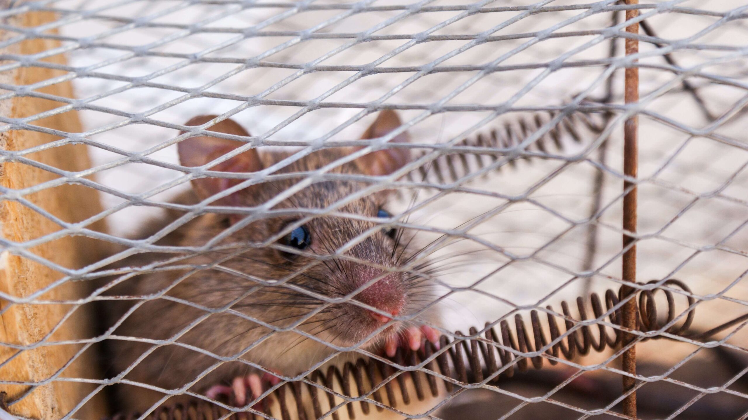 Rat Infestations NJ | Humane Wildlife Rat Removal New Jersey - +1-877-468-5748