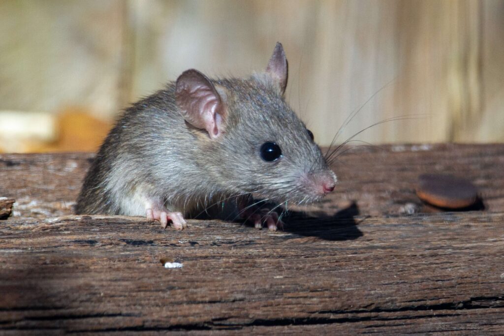 Rat Control in New Jersey | Humane Wildlife Rat Removal New Jersey - (973) 747-5455