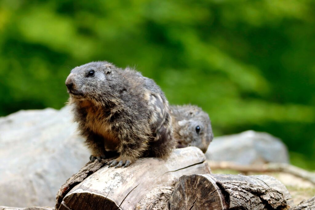 Groundhog | Humane Wildlife Groundhog Removal New Jersey - +1-877-468-5748