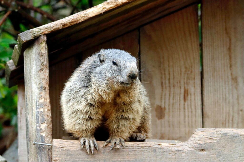 Groundhog | Humane Wildlife Groundhog Removal New Jersey - +1-877-468-5748