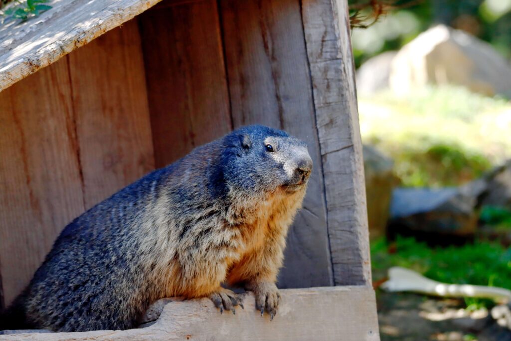 Groundhog | Humane Wildlife Groundhog Removal New Jersey - +1-877-468-5748