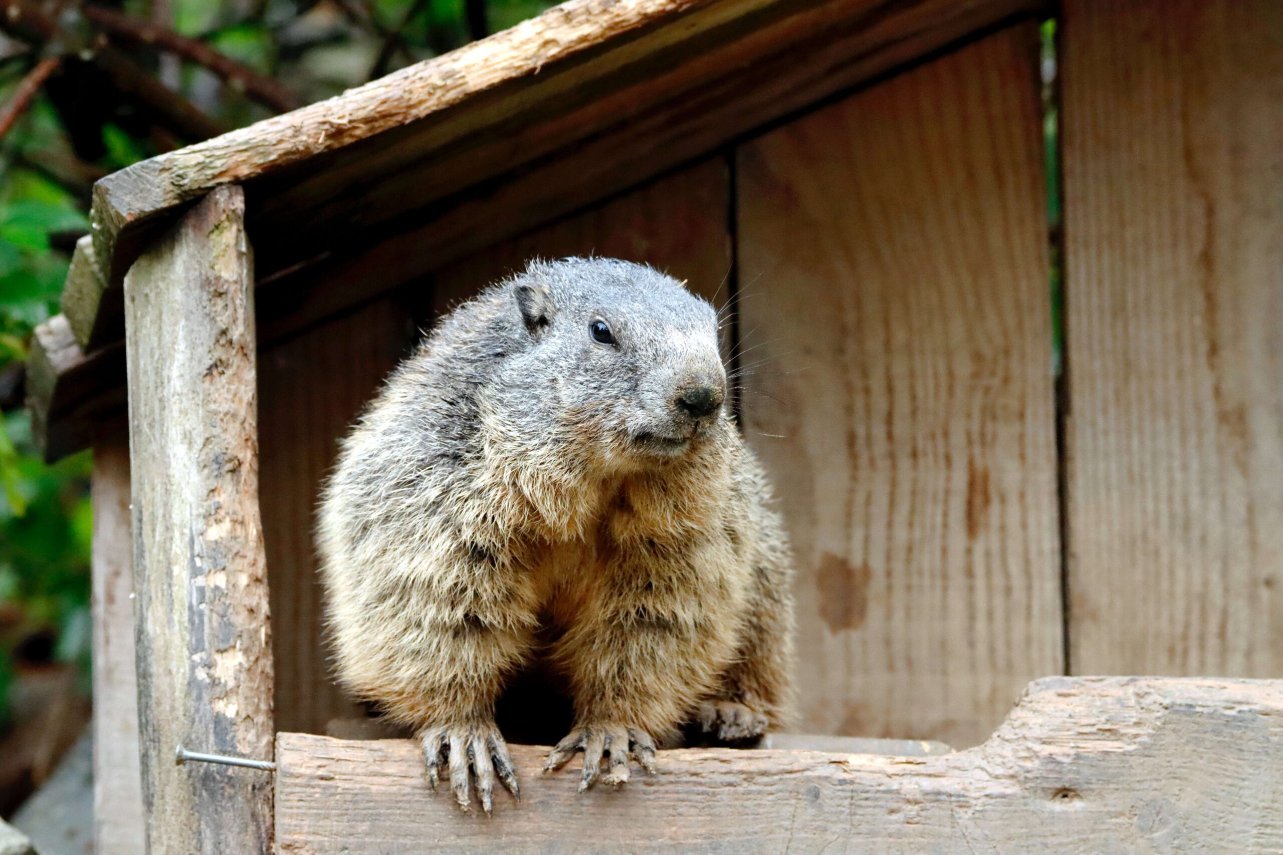 Groundhog | Humane Wildlife Groundhog Removal New Jersey - +1-877-468-5748
