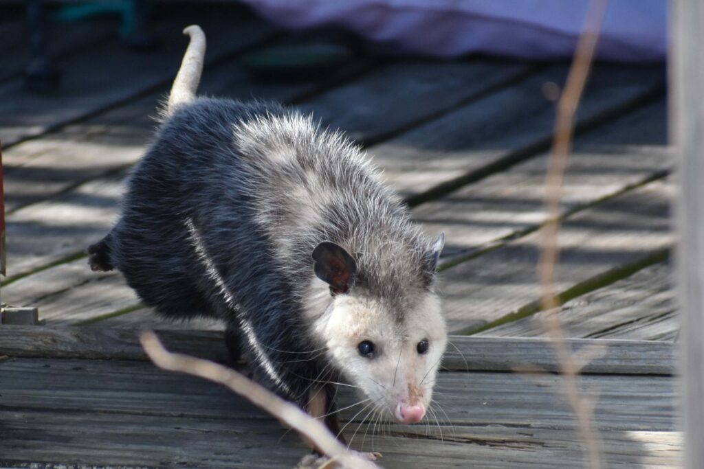 Opossum Removal NJ | Humane Wildlife Opossum Removal New Jersey - (973) 747-5455