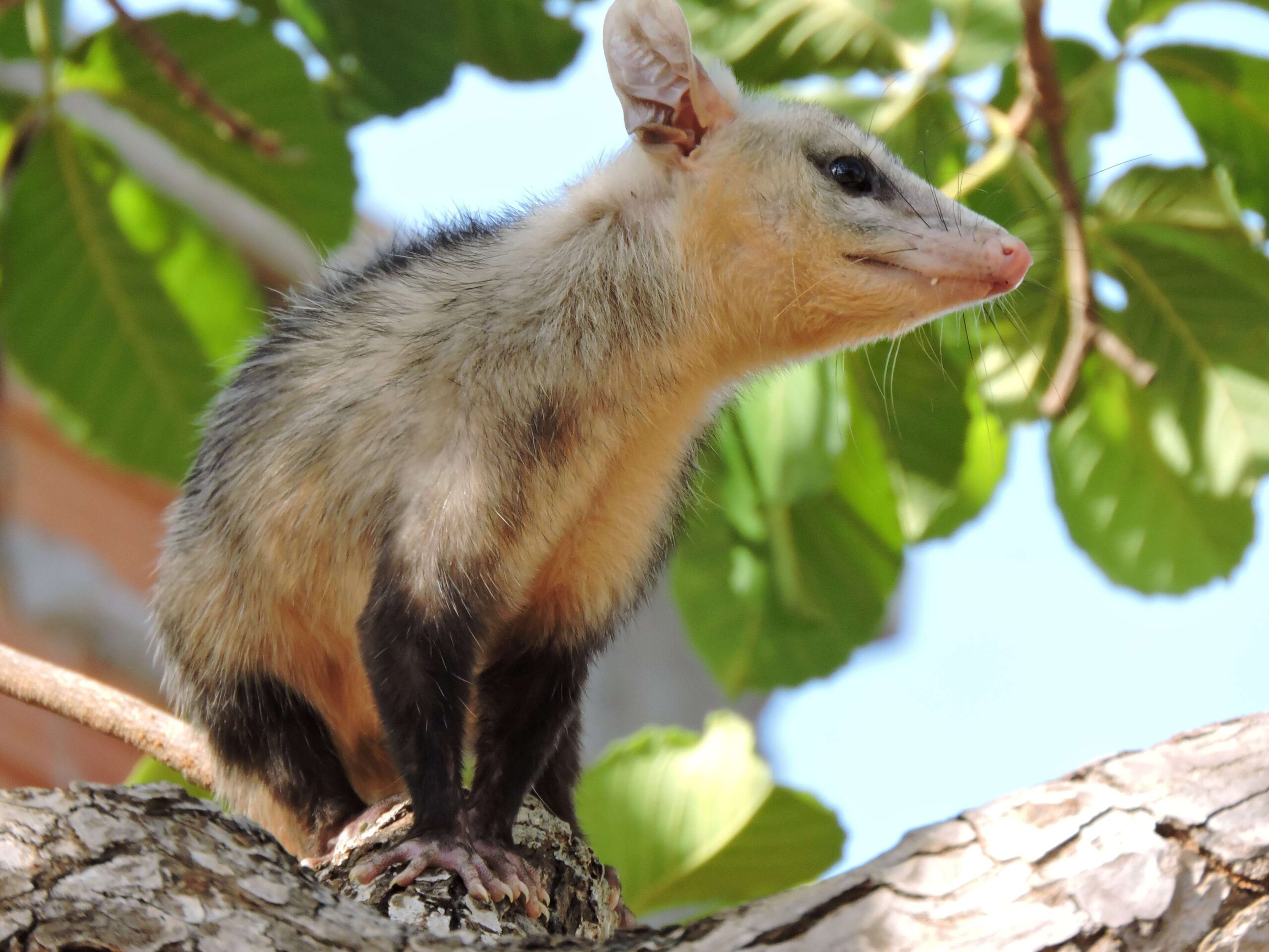 Opossum Removal NJ | Humane Wildlife Opossum Removal New Jersey - +1-877-468-5748
