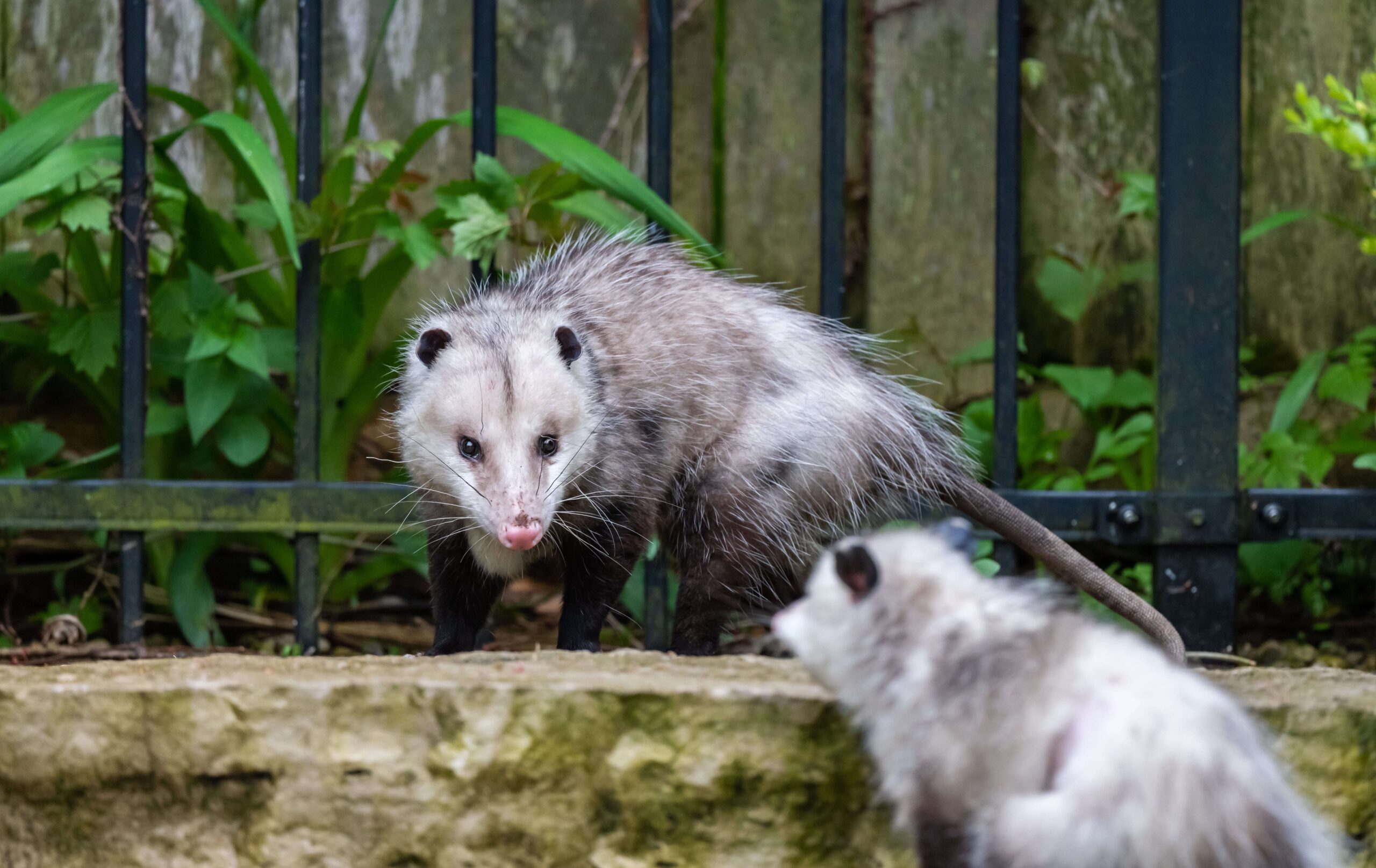 Opossum Removal NJ | Humane Wildlife Opossum Removal New Jersey - +1-877-468-5748