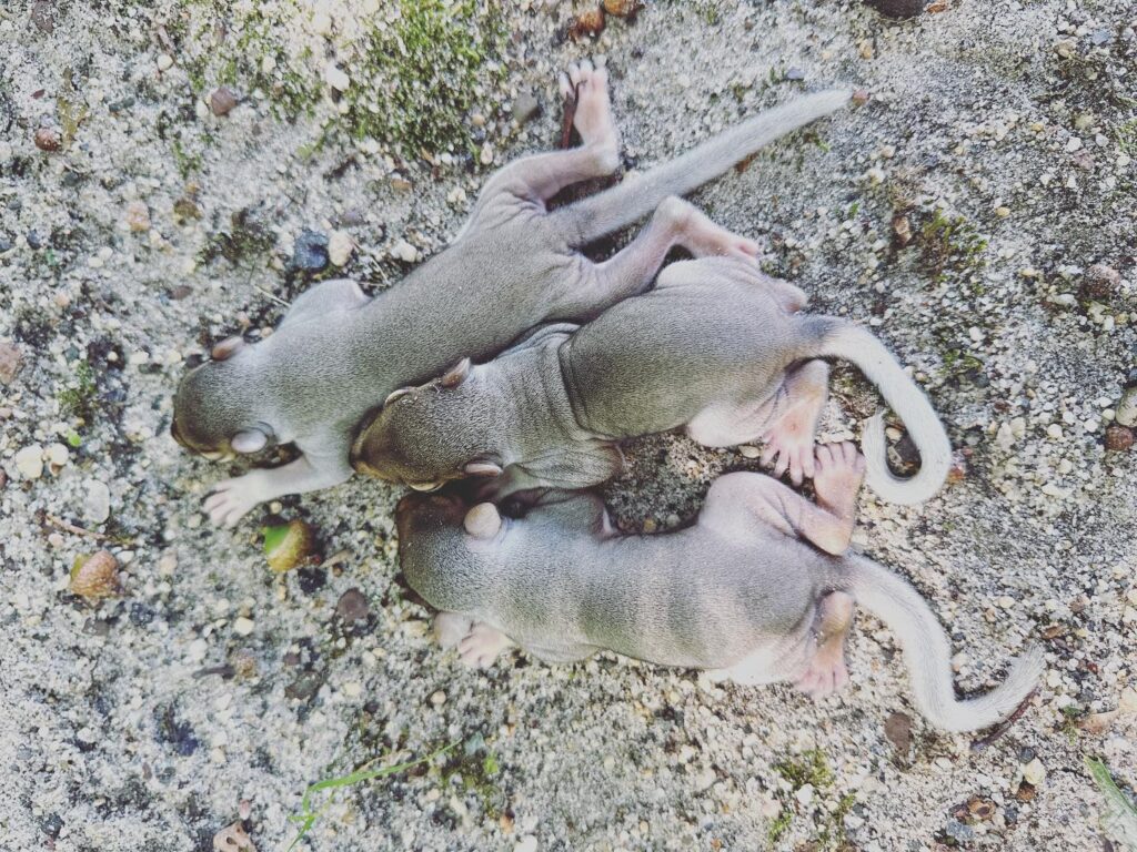 A small group of 3 opossum removal rests on a ground in a forested area.