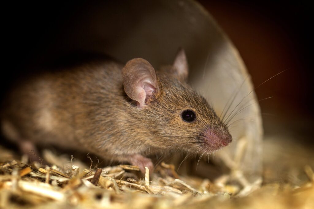 A brown mouse is seen in close-up, sitting on a bed of straw.