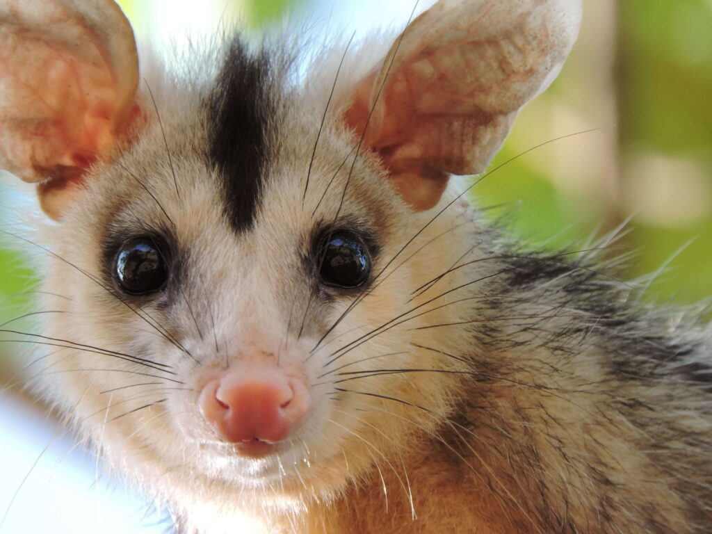 A close-up image of an opossum's face with wide eyes and large ears. Opossum Removal in NJ