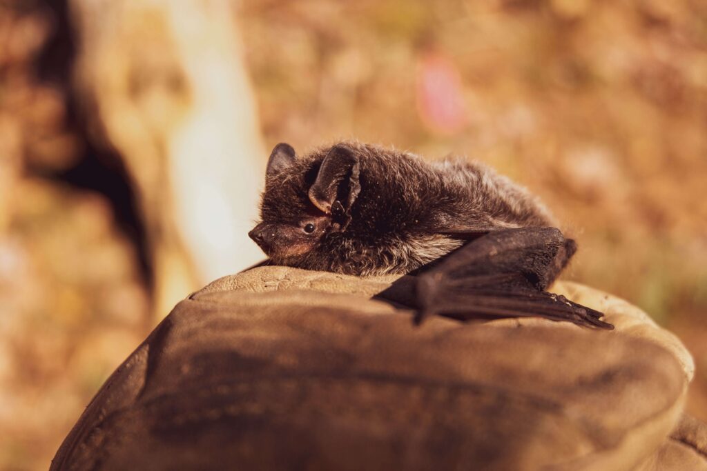 A small bat rests on a gloved hand, highlighting the need for bats removal.