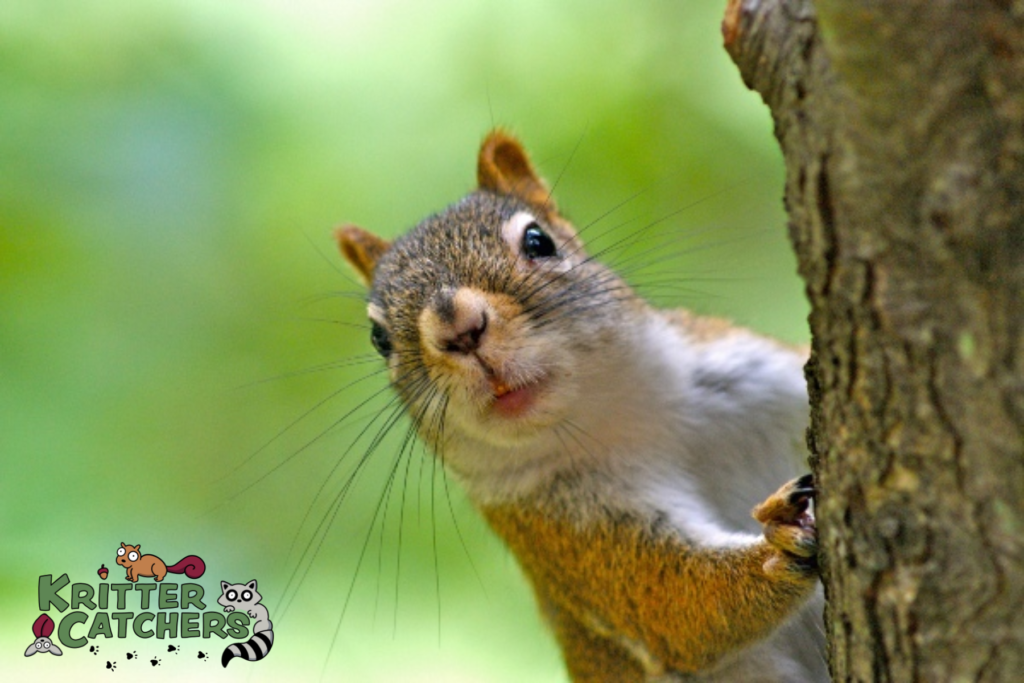 squirrel