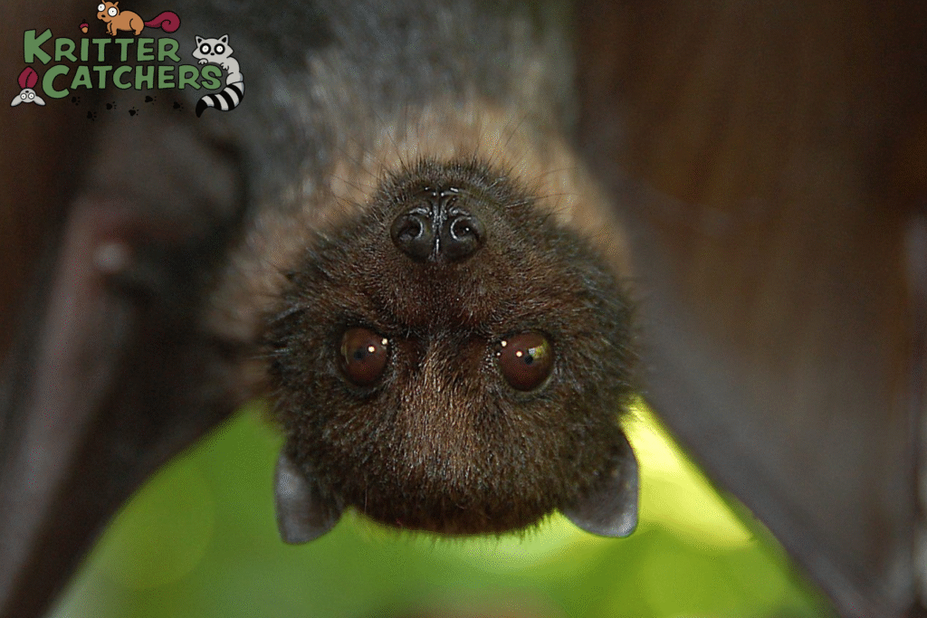 bat