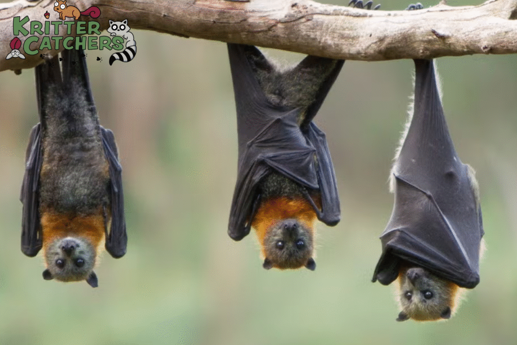 bat