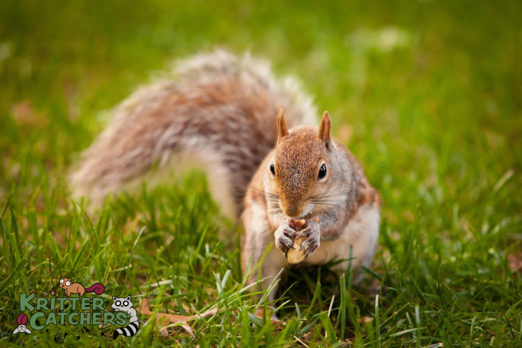 belleville wildlife removal