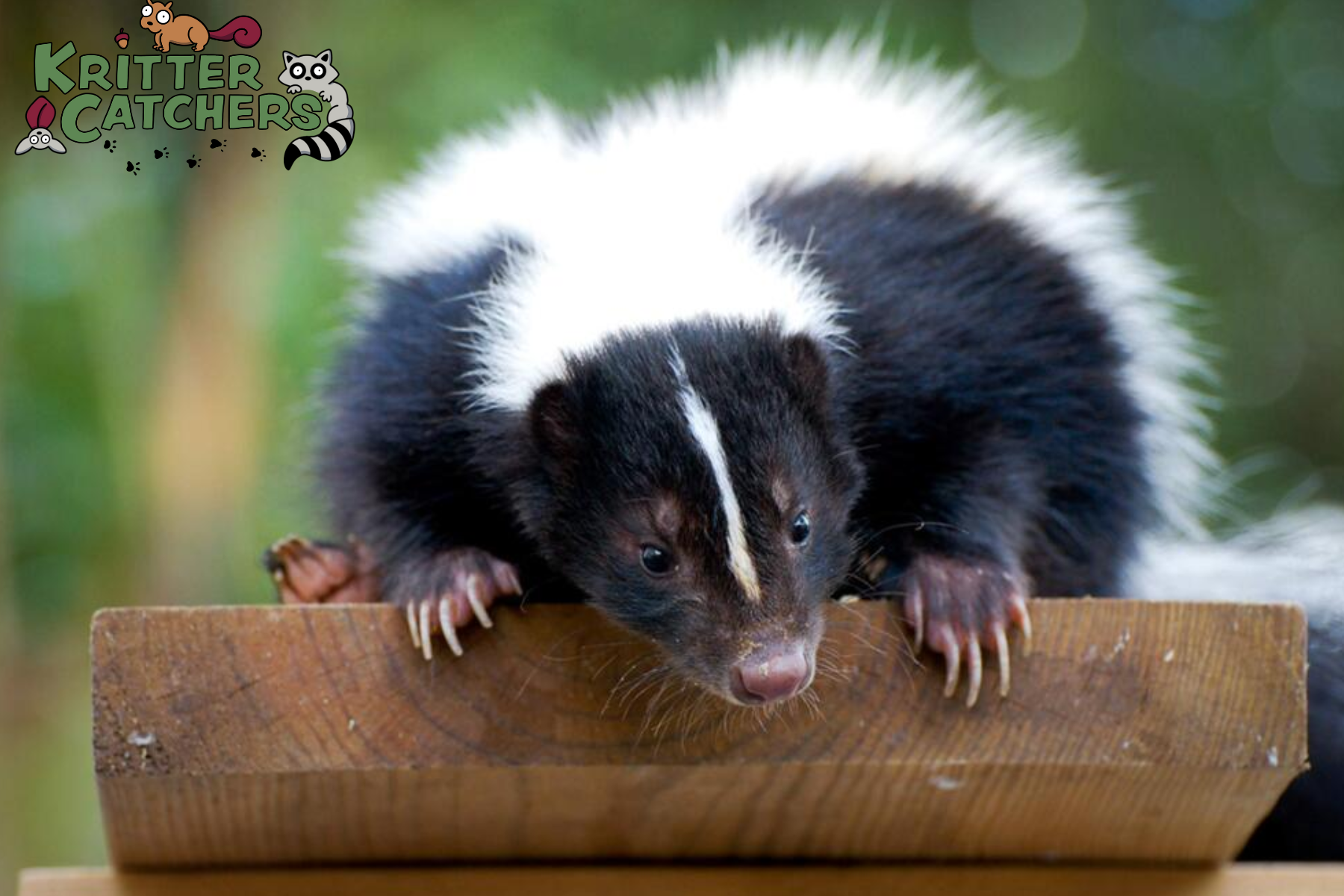 skunk
