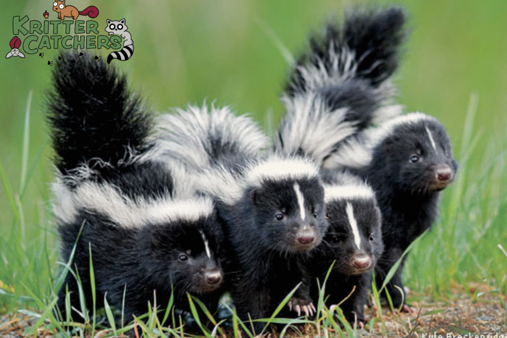 skunk