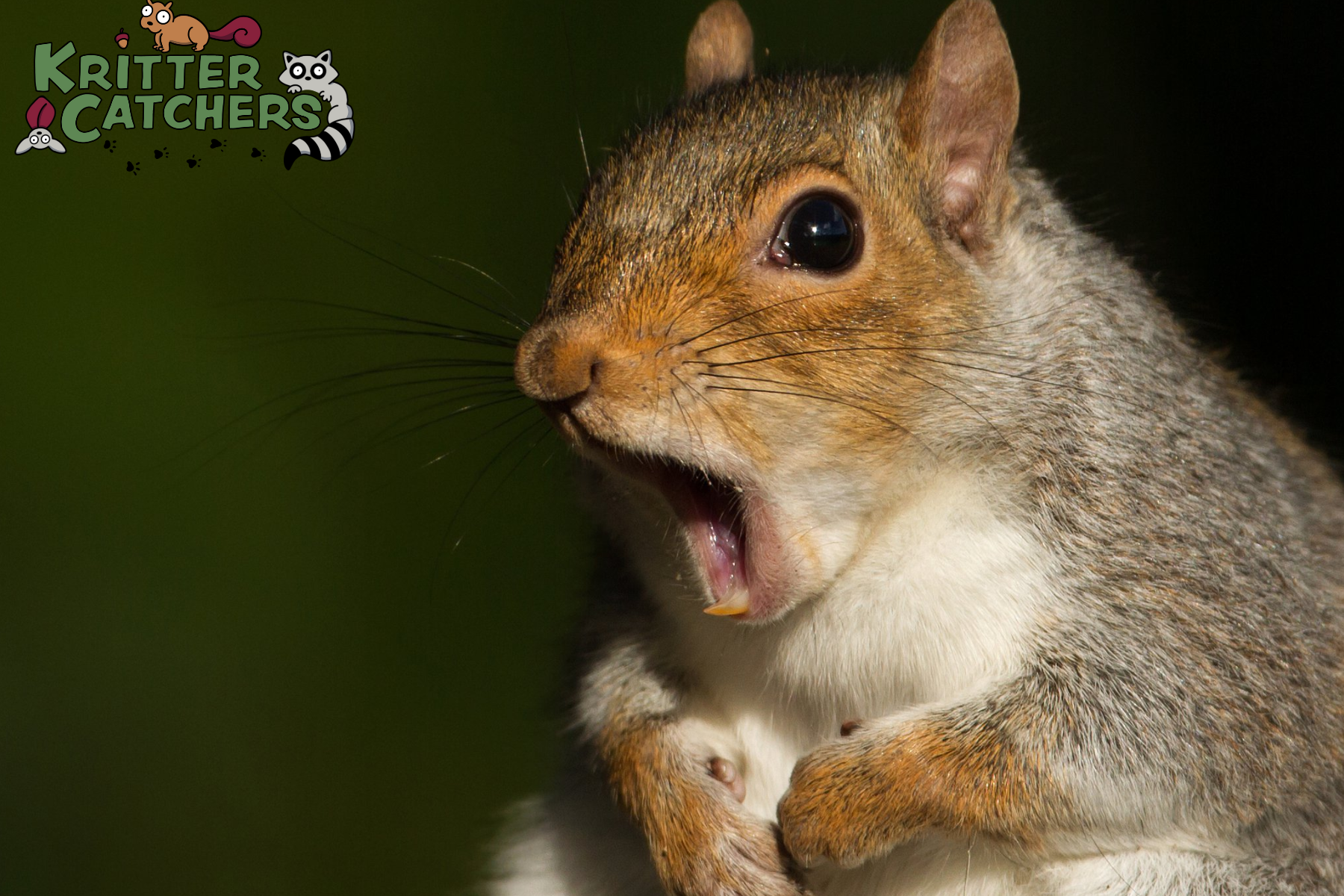 squirrel