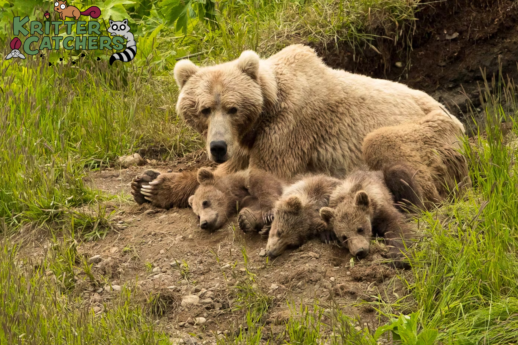 wildlife