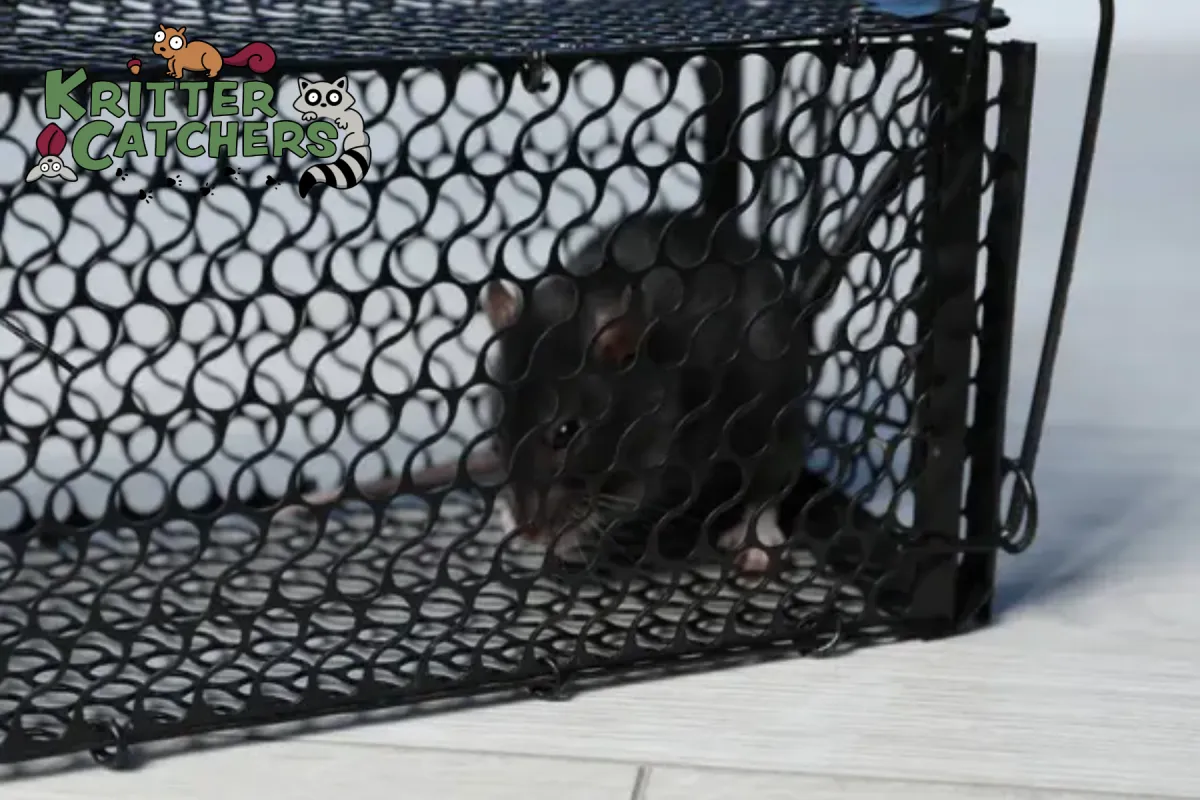 Rat in black metal mouse trap on floor (1)