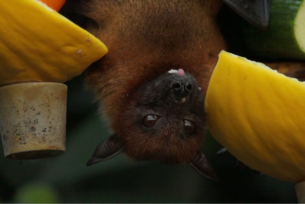 Bat Removal NJ