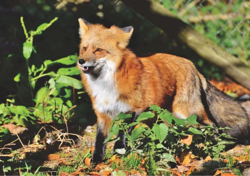 Wildlife Fox Removal NJ