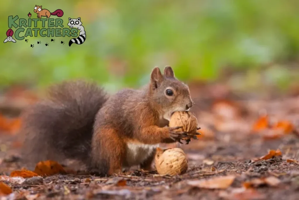 Brown squirrel with nuts