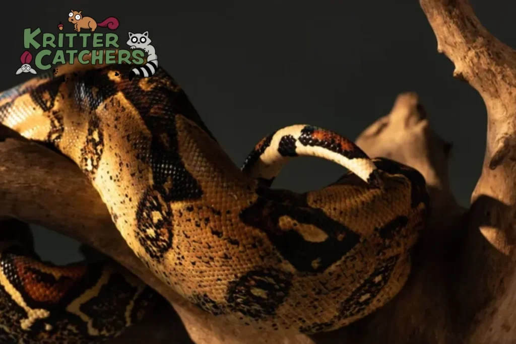 snake