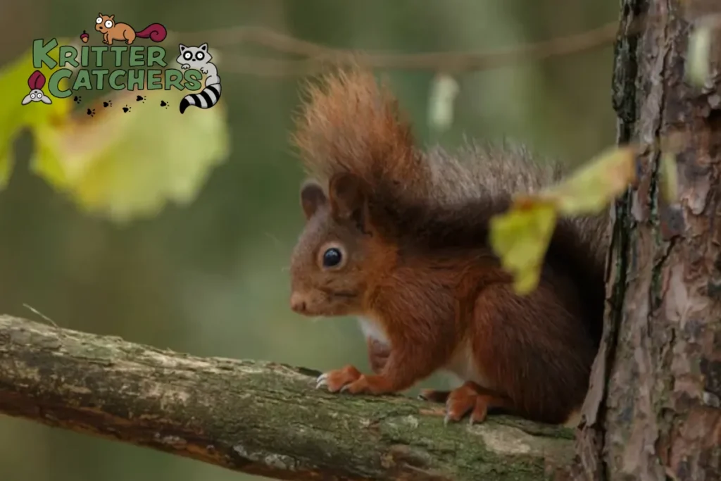 squirrel