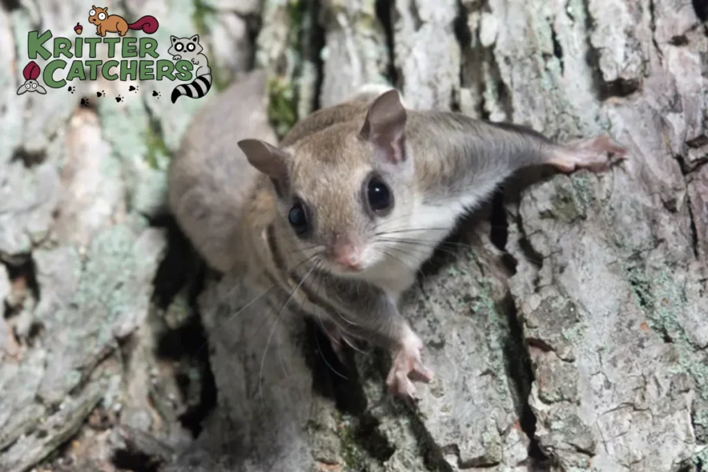 flying squirrel on a tree