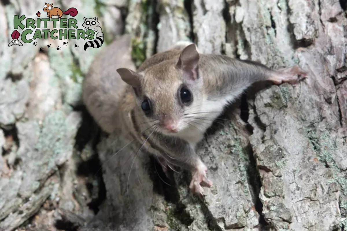flying squirrel on a tree