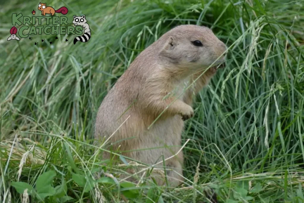 groundhog