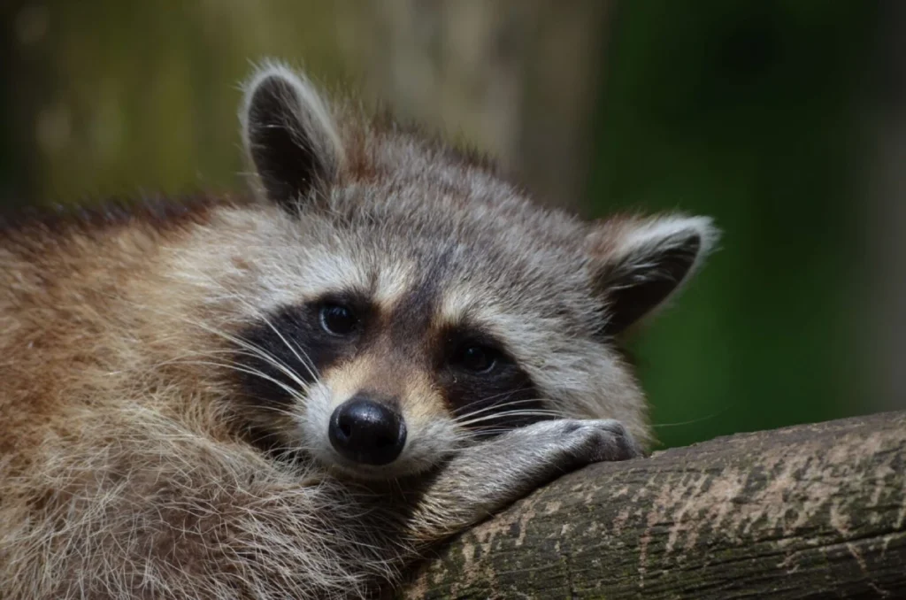 Racccoon Removal NJ