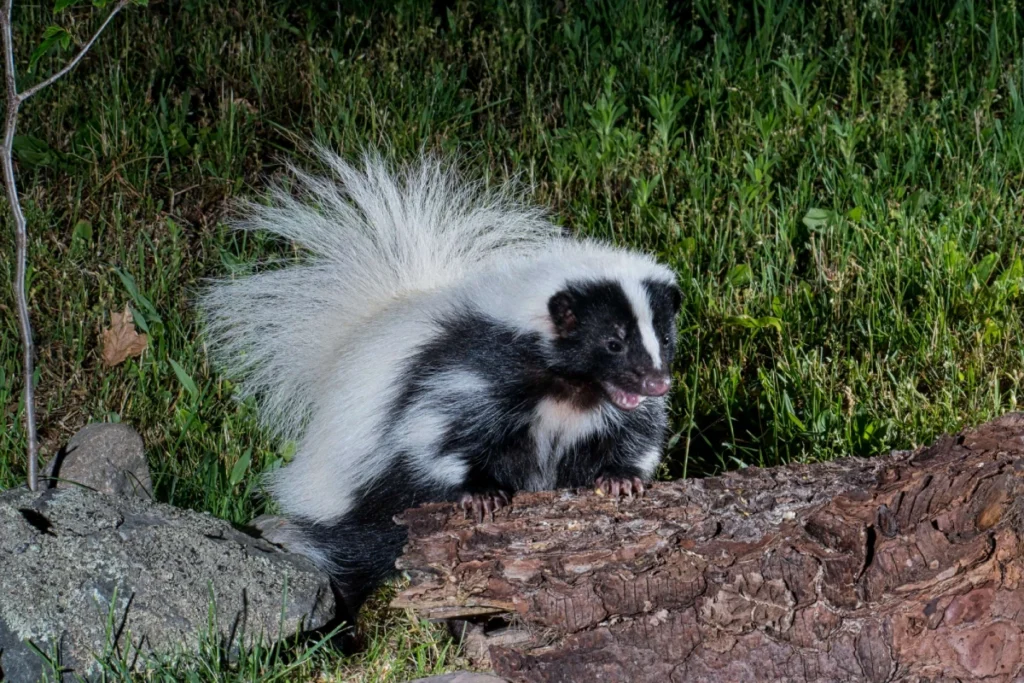 Skunk Removal NJ