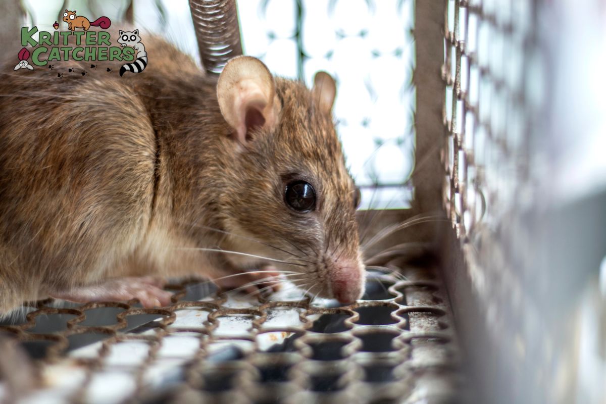 rat trap