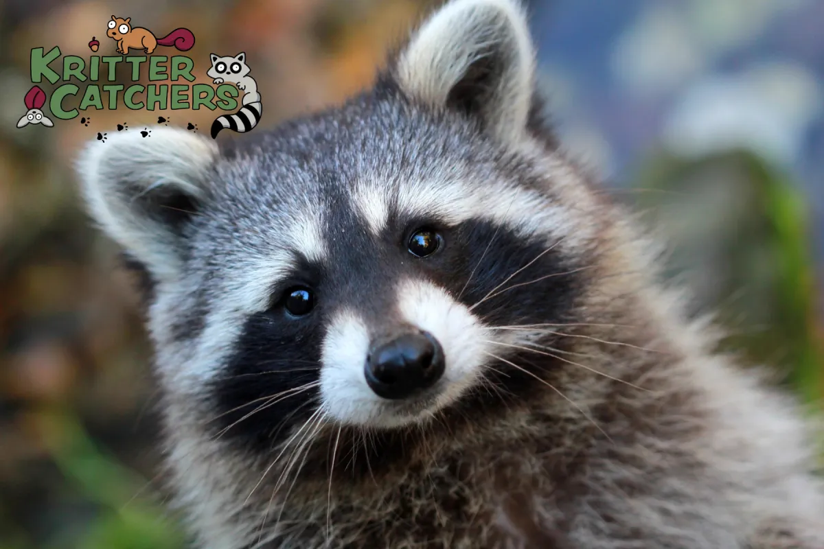closed up photo of raccoon
