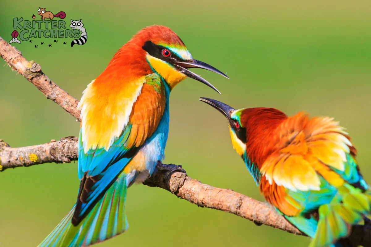 birds flirting