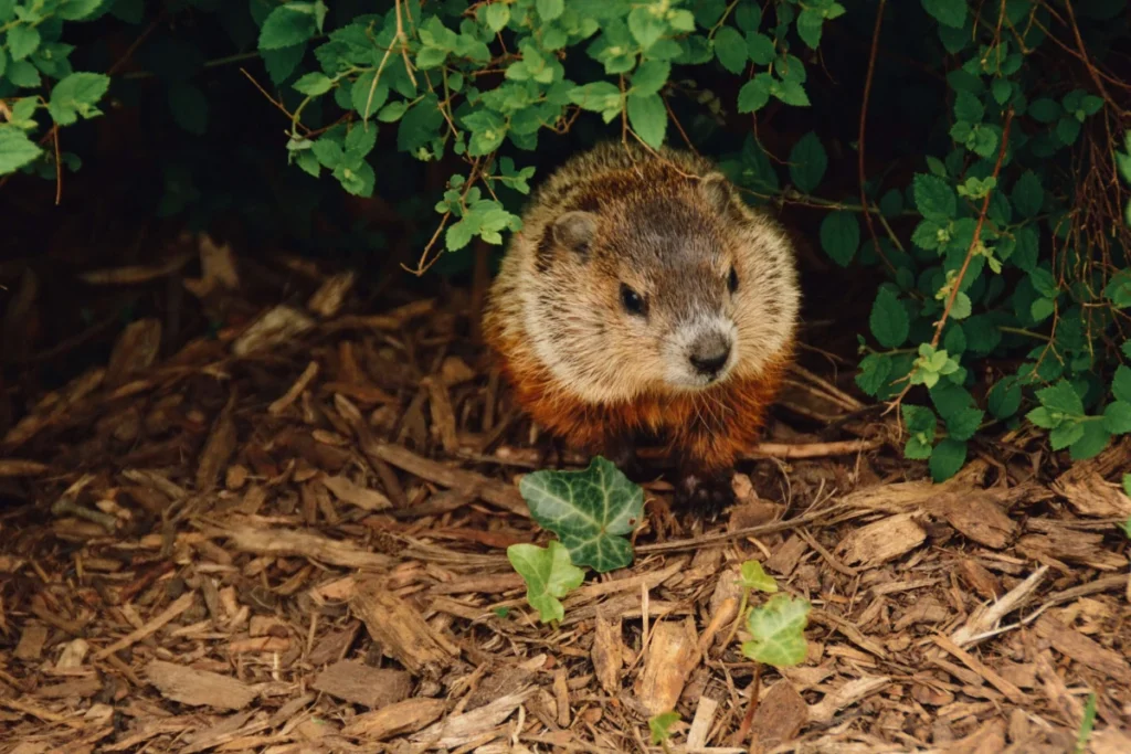Groundhog removal nj