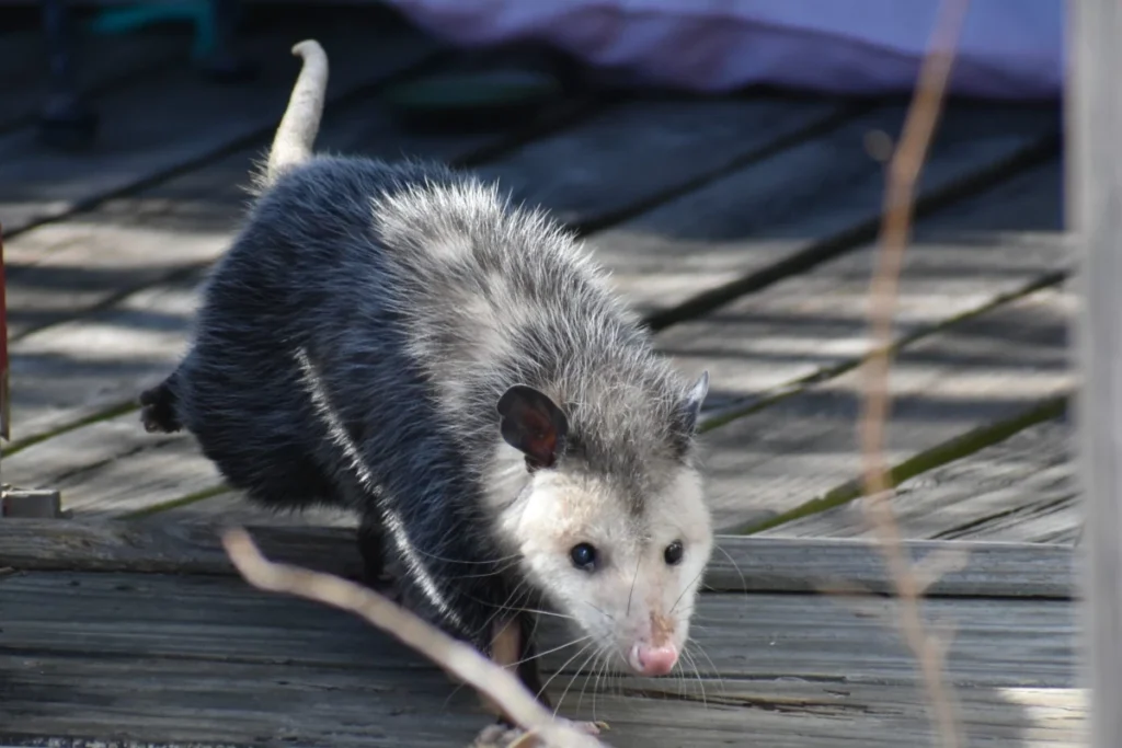 Opossum Removal NJ