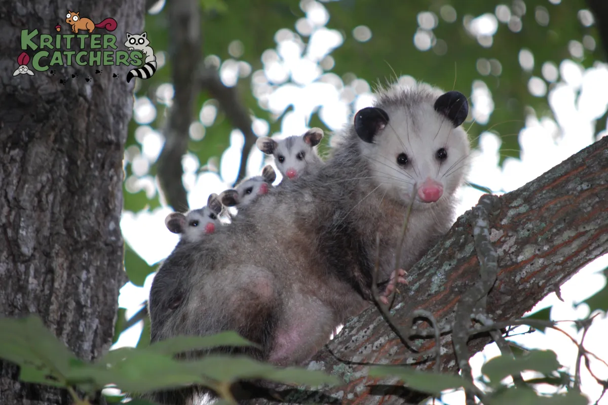 opossum family