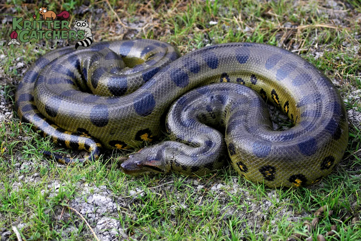 snake
